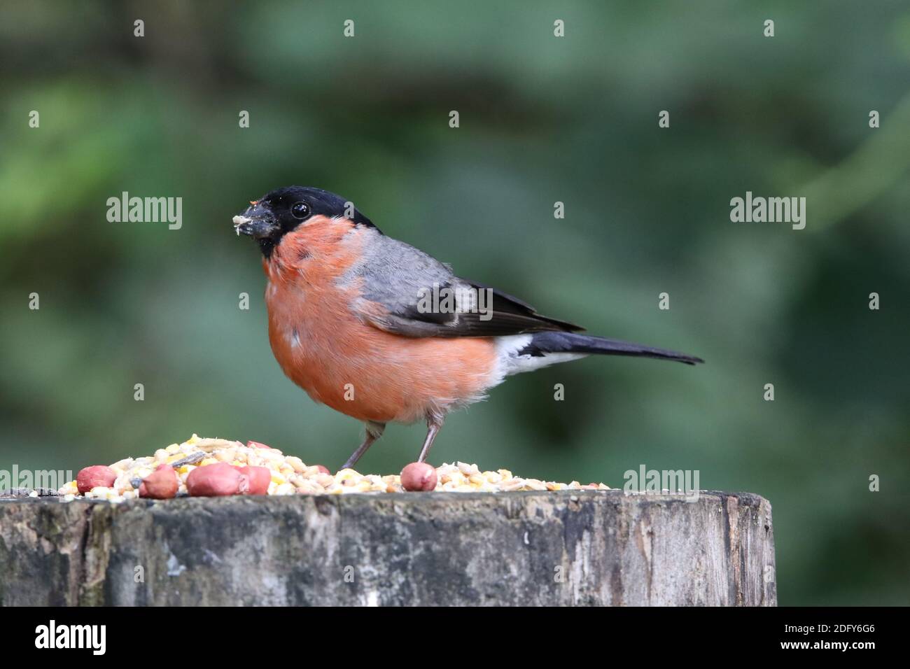 Männliche Gimpel auf einem Fütterungsstamm in einem Waldgebiet Stockfoto