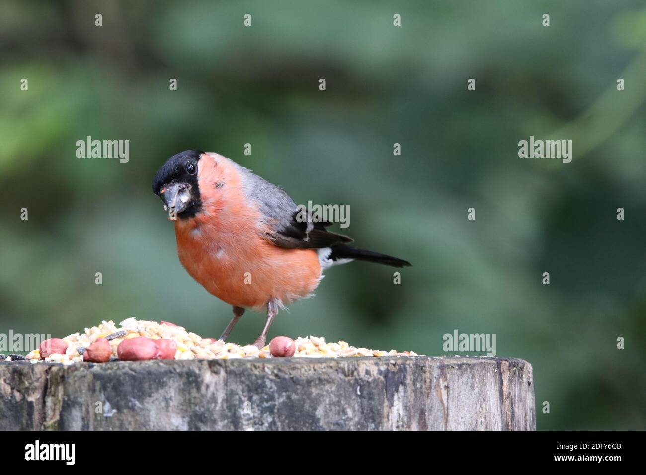 Männliche Gimpel auf einem Fütterungsstamm in einem Waldgebiet Stockfoto