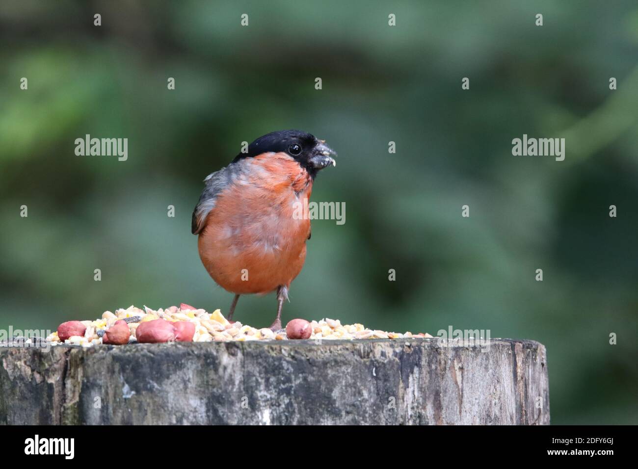 Männliche Gimpel auf einem Fütterungsstamm in einem Waldgebiet Stockfoto