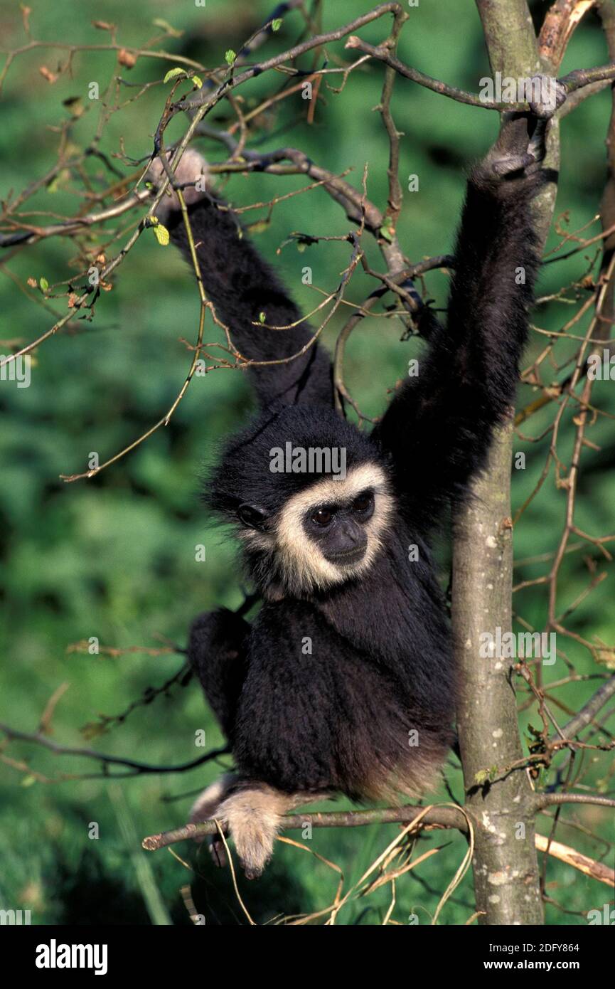 Weißhändiger Gibbon, hylobates lar, Junge stehend im Baum Stockfoto