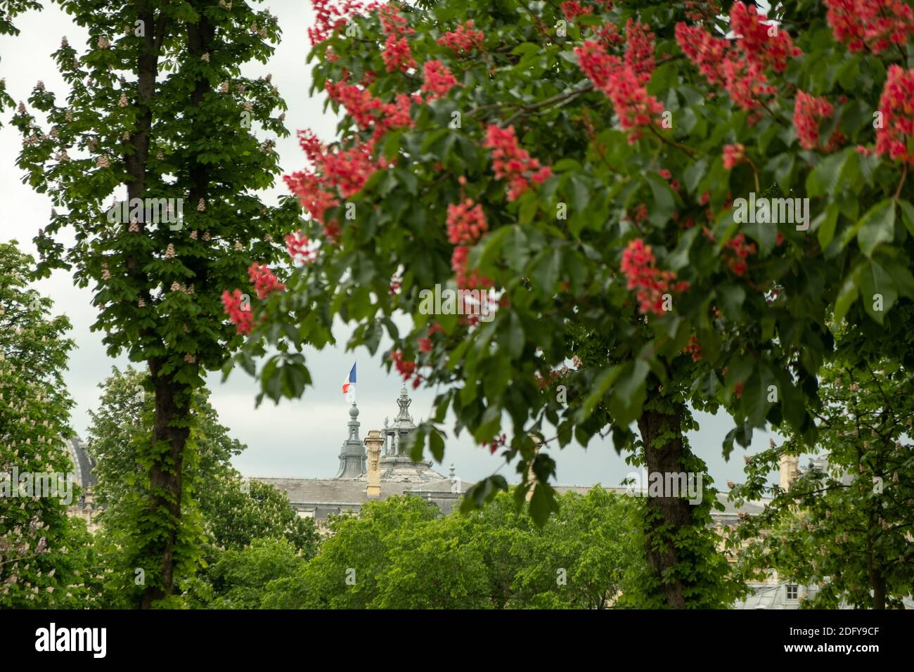 Blick auf die Flagge der Farbe auf dem Grand Palais in Paris. Aufgenommen durch Frühlingsblütenbäume Stockfoto