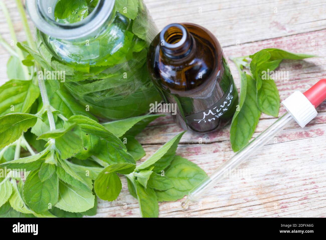 Wasserminze-Tinktur, Wasserminzen-Tinktur, alkoholischer Auszug, Tinktur, Tinkturen, Wasserminze, Wasser-Minze, Minze, Mentha aquatica, Horsemint, Wat Stockfoto
