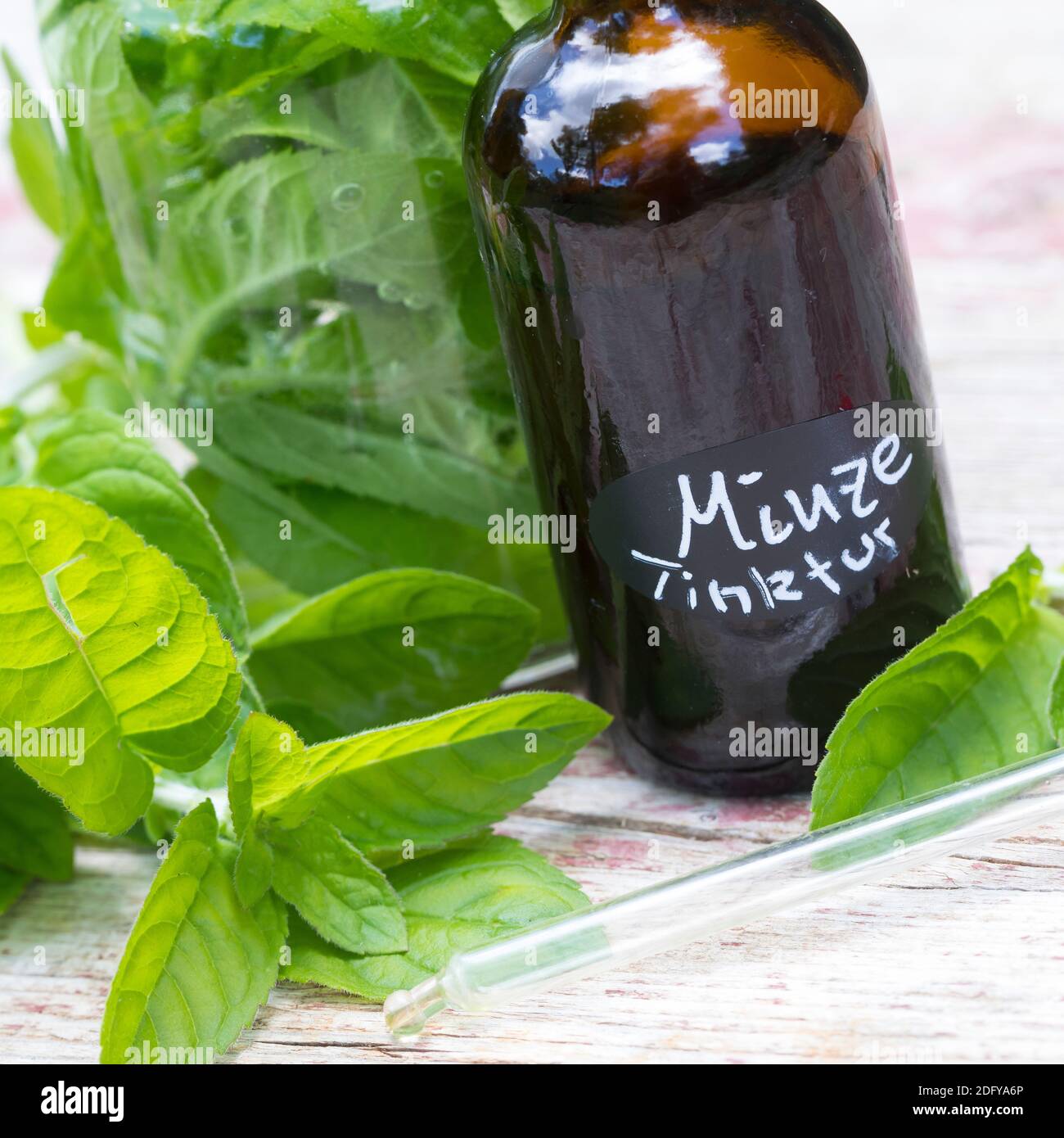 Wasserminze-Tinktur, Wasserminzen-Tinktur, alkoholischer Auszug, Tinktur, Tinkturen, Wasserminze, Wasser-Minze, Minze, Mentha aquatica, Horsemint, Wat Stockfoto