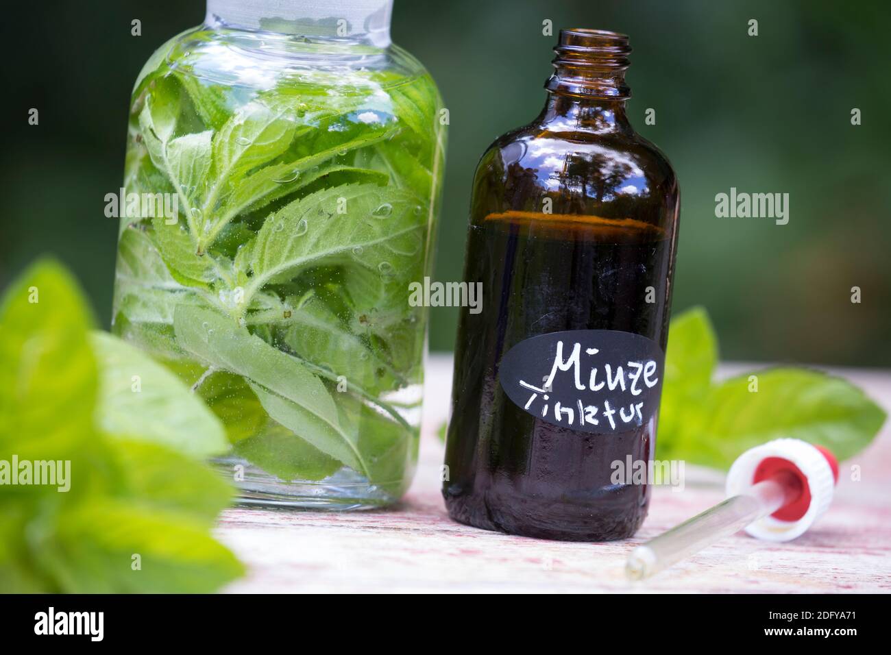 Wasserminze-Tinktur, Wasserminzen-Tinktur, alkoholischer Auszug, Tinktur, Tinkturen, Wasserminze, Wasser-Minze, Minze, Mentha aquatica, Horsemint, Wat Stockfoto