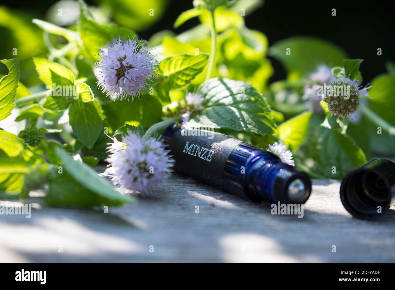 Wasserminze-Tinktur, Wasserminzen-Tinktur, alkoholischer Auszug, Tinktur, Tinkturen, Roll-On, Roll On, Wasserminze, Wasser-Minze, Minze, Mentha aquati Stockfoto