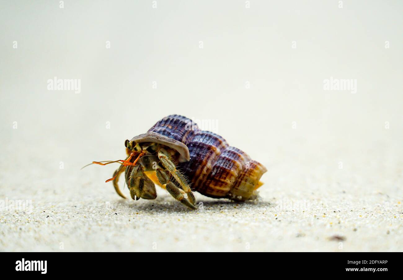 Einsiedlerkrebse, die ihre Muscheln für ihre Lebensräume entlang des Strandes verwenden.Nahaufnahme von Einsiedlerkrebs am weißen Sandstrand in Thailand. Stockfoto