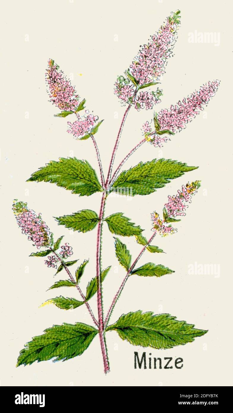 Pfefferminze / Mentha piperita / Minze, Pfeffer- / Botanikbuch, 1908) Stockfoto