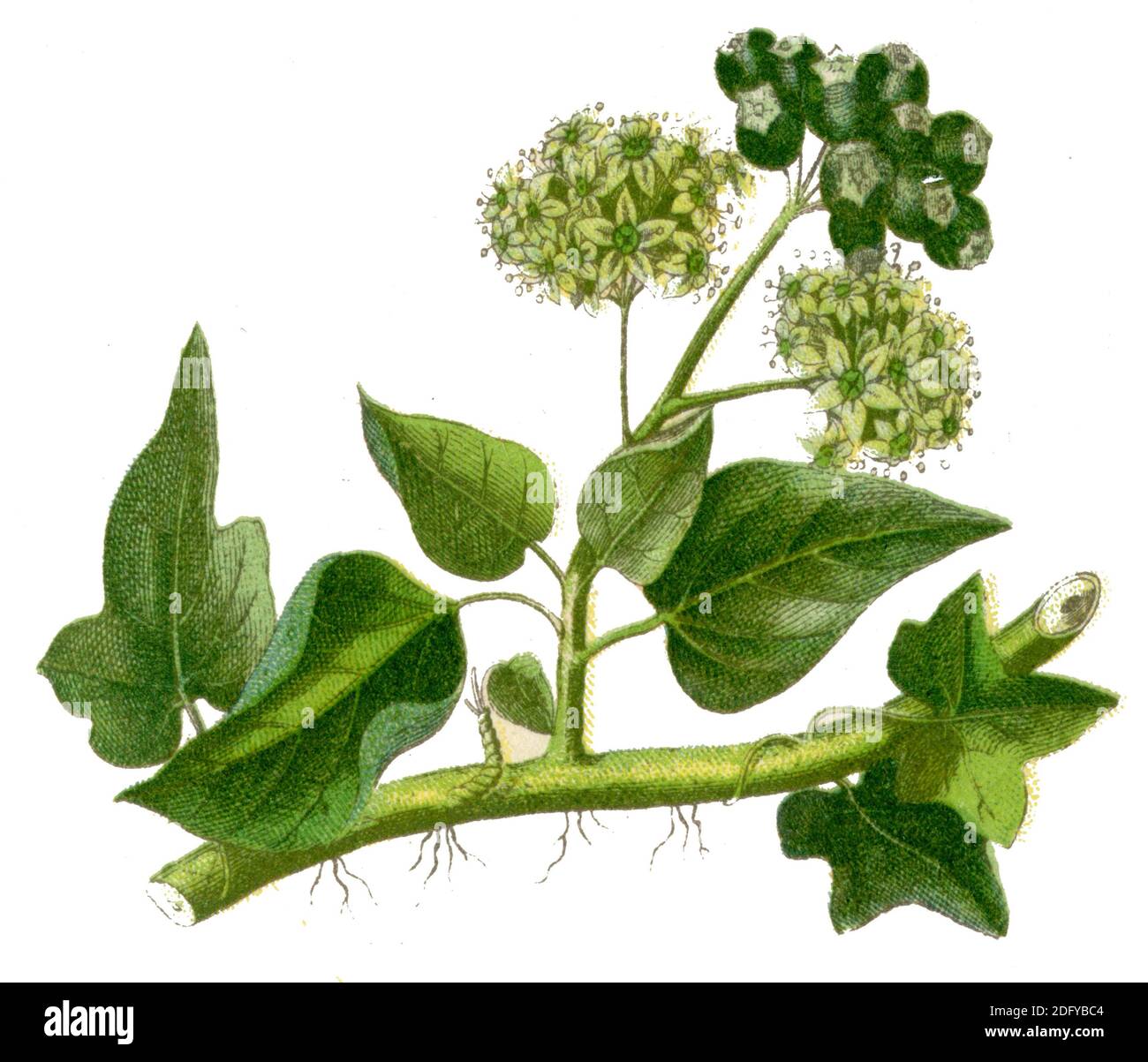 ivy / Hedera Helix / Efeu / Botanik Buch, 1900) Stockfoto