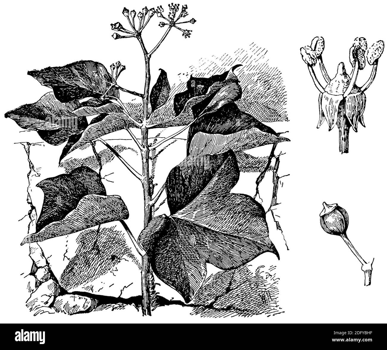 ivy / Hedera Helix / Efeu (Botanikbuch, 1909) Stockfoto