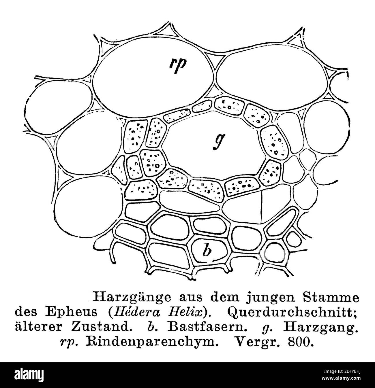 ivy / Hedera Helix / Efeu (Botanikbuch, 1884) Stockfoto