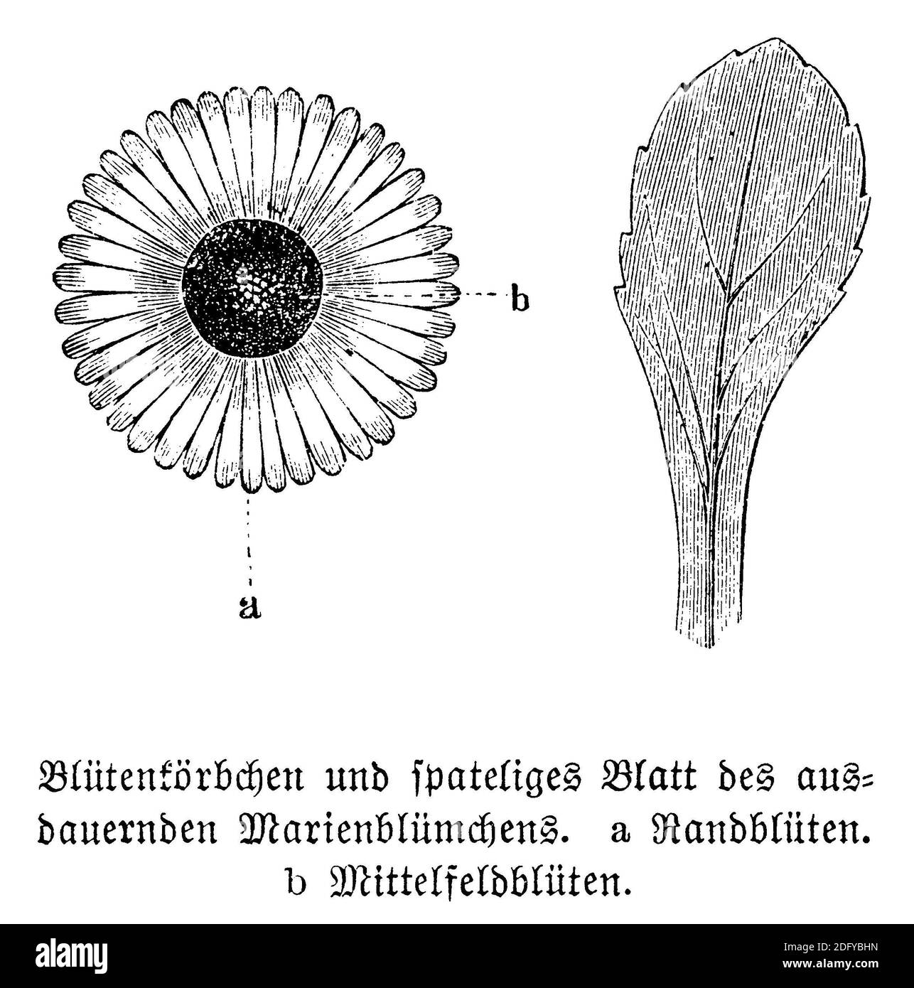 daisy / Bellis perennis / Gänseblümchen (Botanikbuch, 1880) Stockfoto