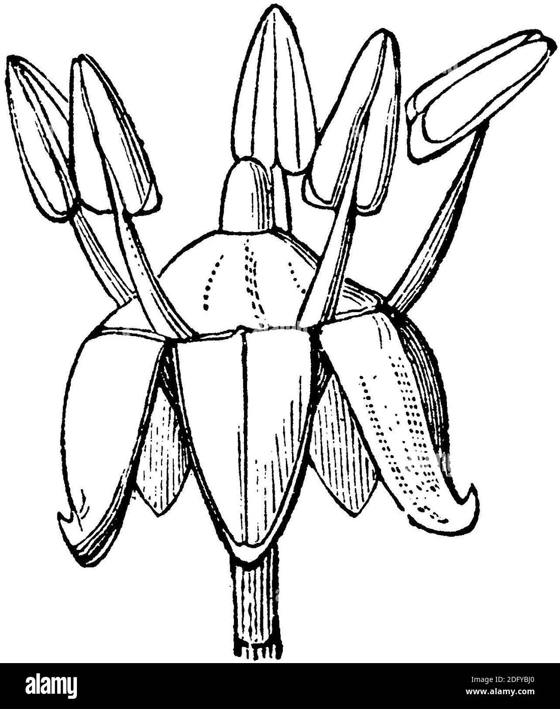 ivy / Hedera Helix / Efeu (Botanikbuch, 1875) Stockfoto