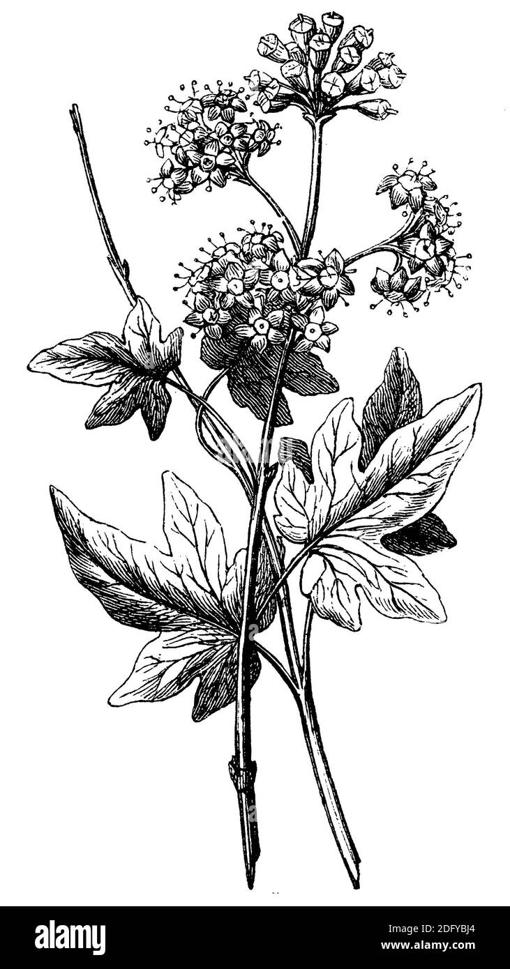 ivy / Hedera Helix / Efeu (Biologie Buch, 1882) Stockfoto