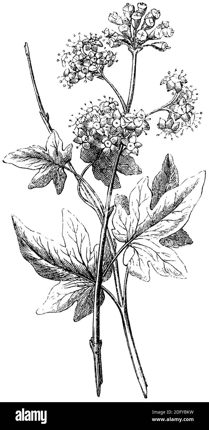 ivy / Hedera Helix / Efeu (Enzyklopädie, 1893) Stockfoto