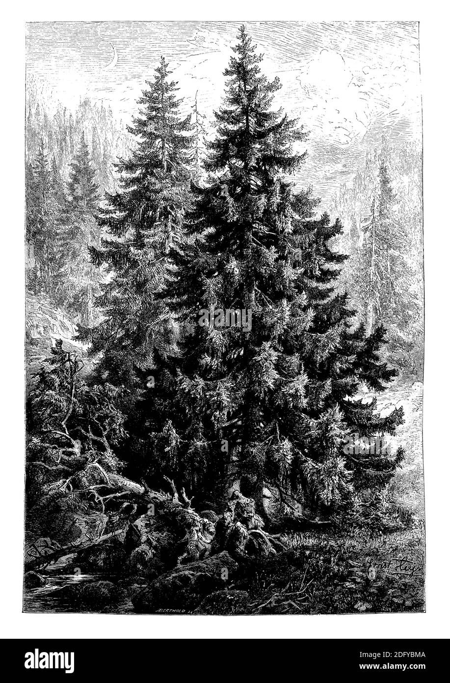 Norwegen Fichte, Europäische Fichte / Picea abies / Fichte (Botanikbuch, 1888) Stockfoto