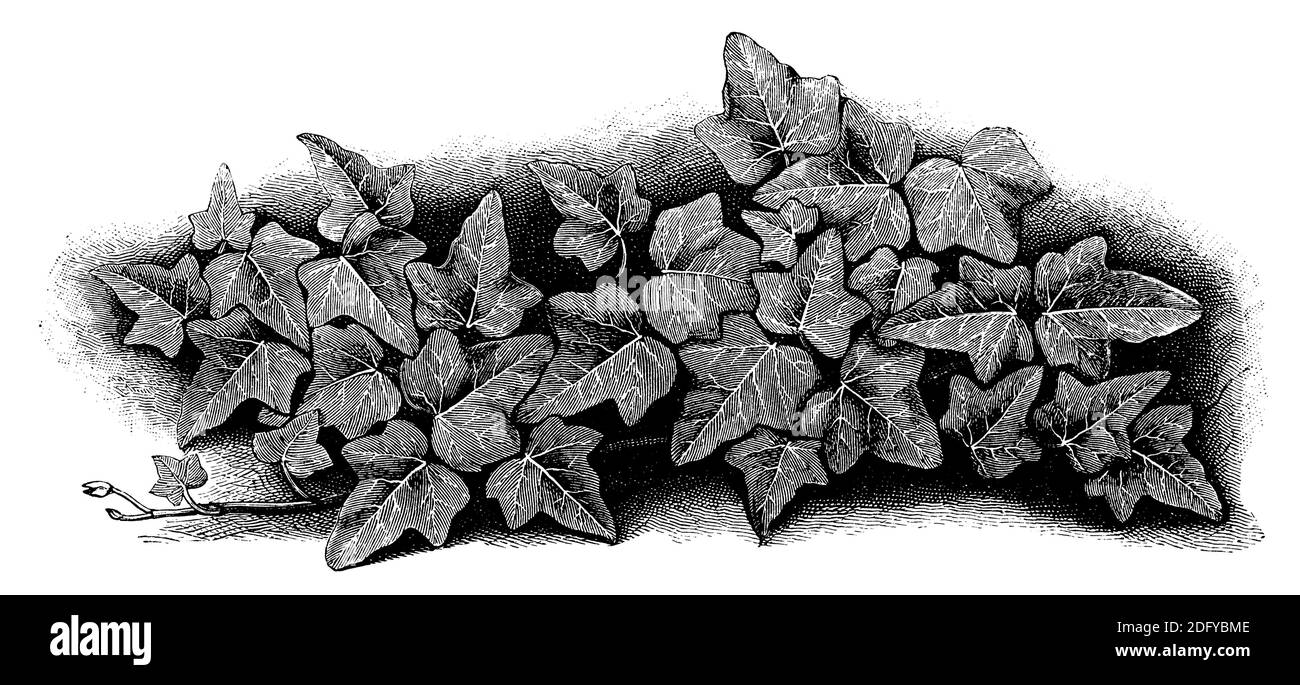 ivy / Hedera Helix / Efeu (Botanikbuch, 1888) Stockfoto