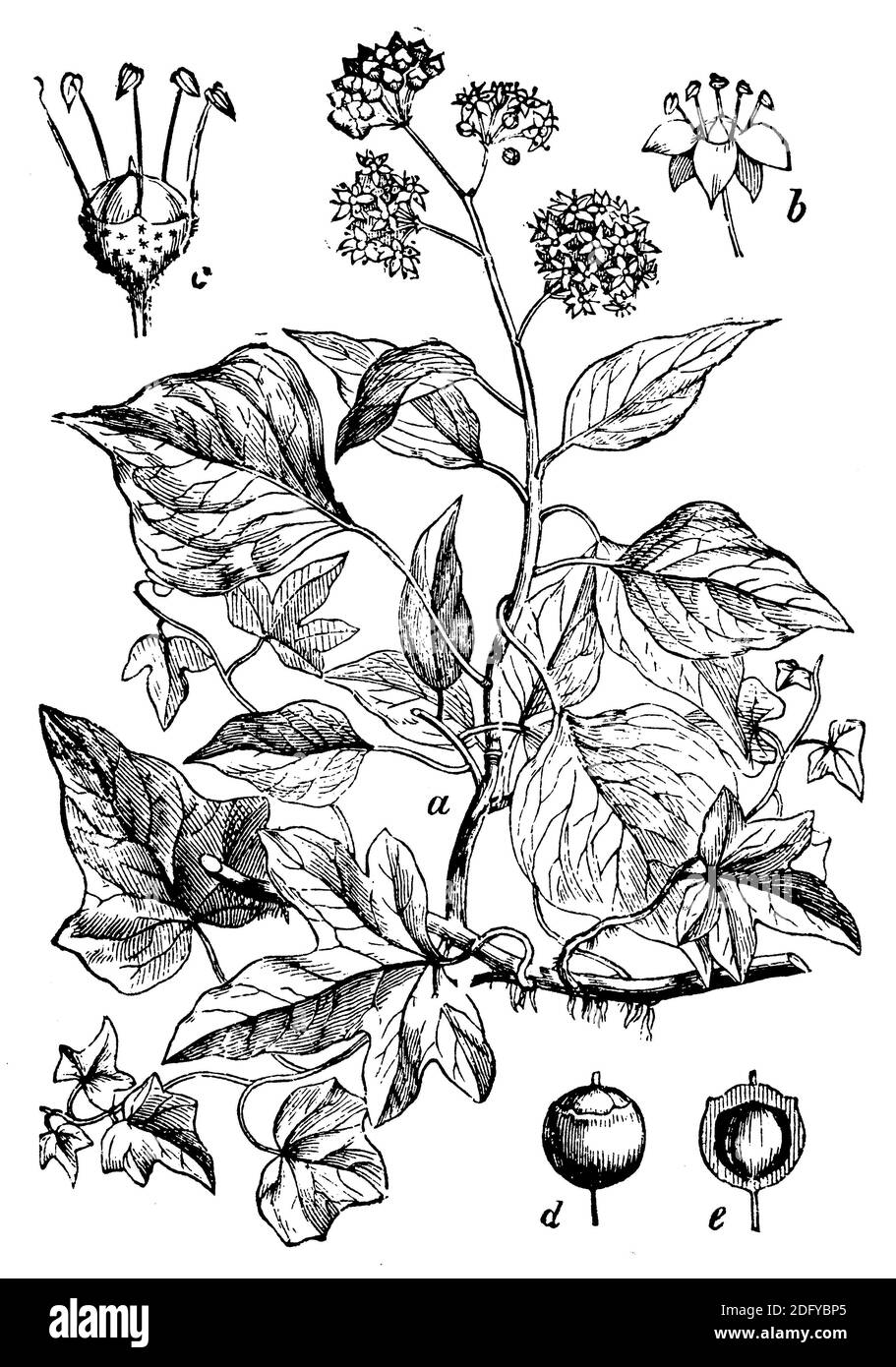 ivy / Hedera Helix / Efeu (Botanikbuch, 1898) Stockfoto