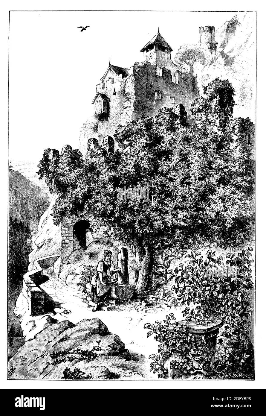ivy / Hedera Helix / Efeu (Botanikbuch, 1898) Stockfoto