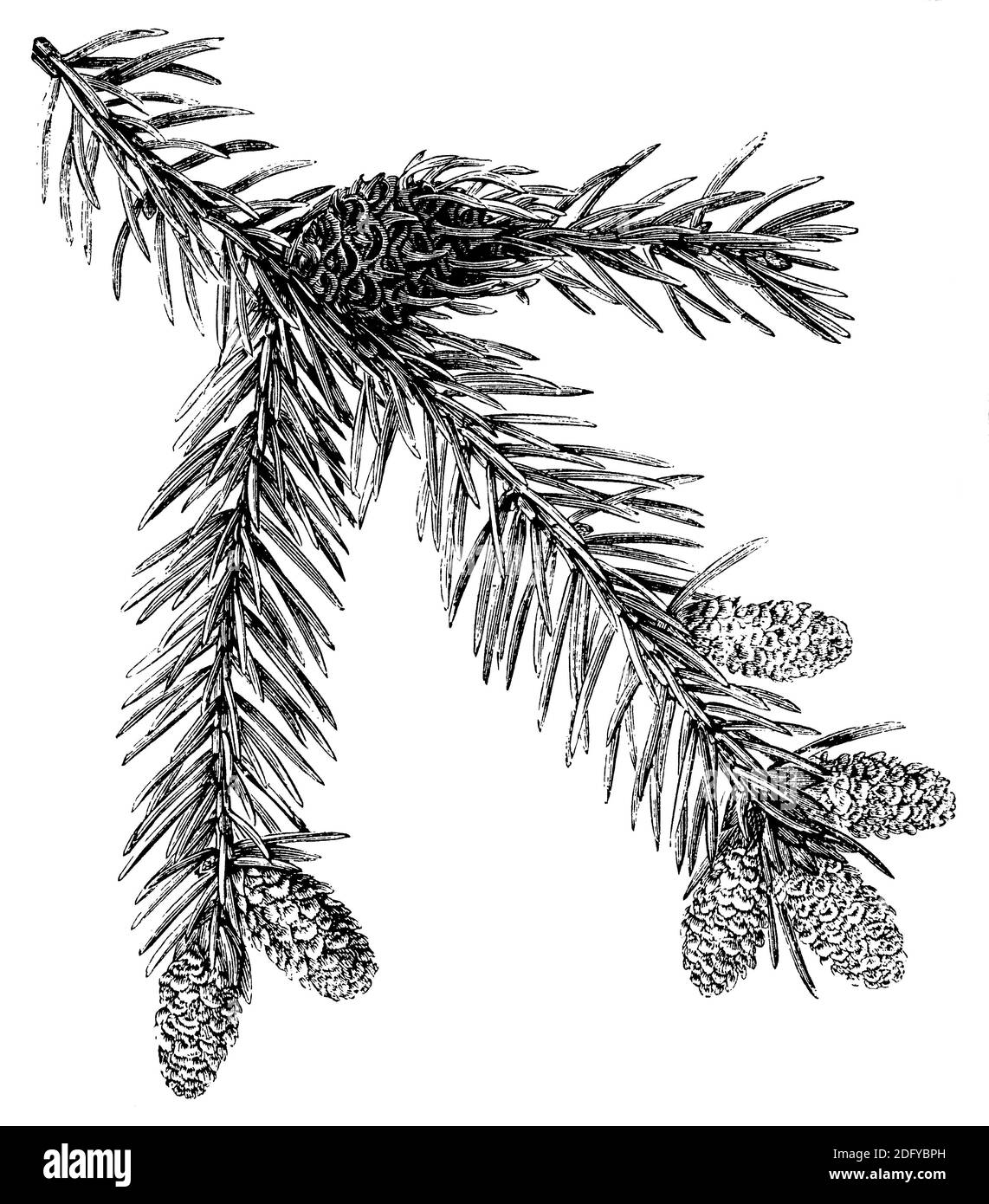 Norwegenfichte, Europäische Fichte / Picea abies / Fichte (Enzyklopädie, 1891) Stockfoto