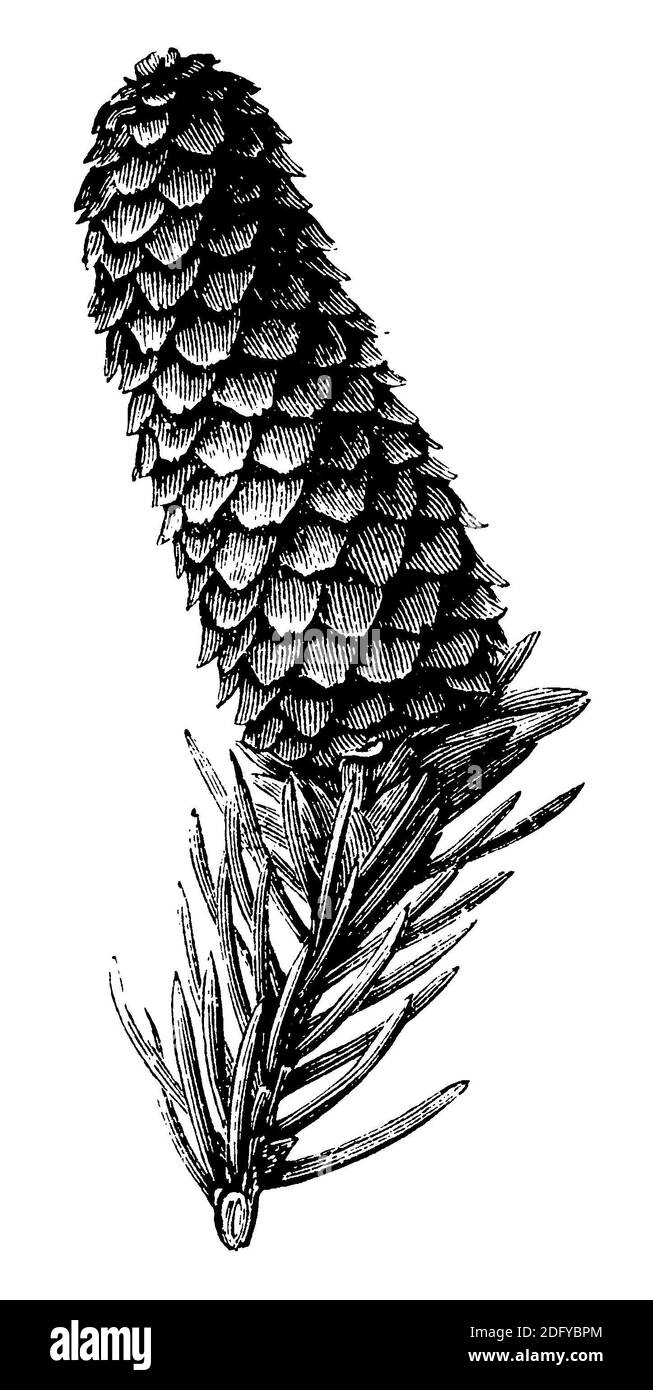 Norwegenfichte, Europäische Fichte / Picea abies / Fichte (Enzyklopädie, 1891) Stockfoto