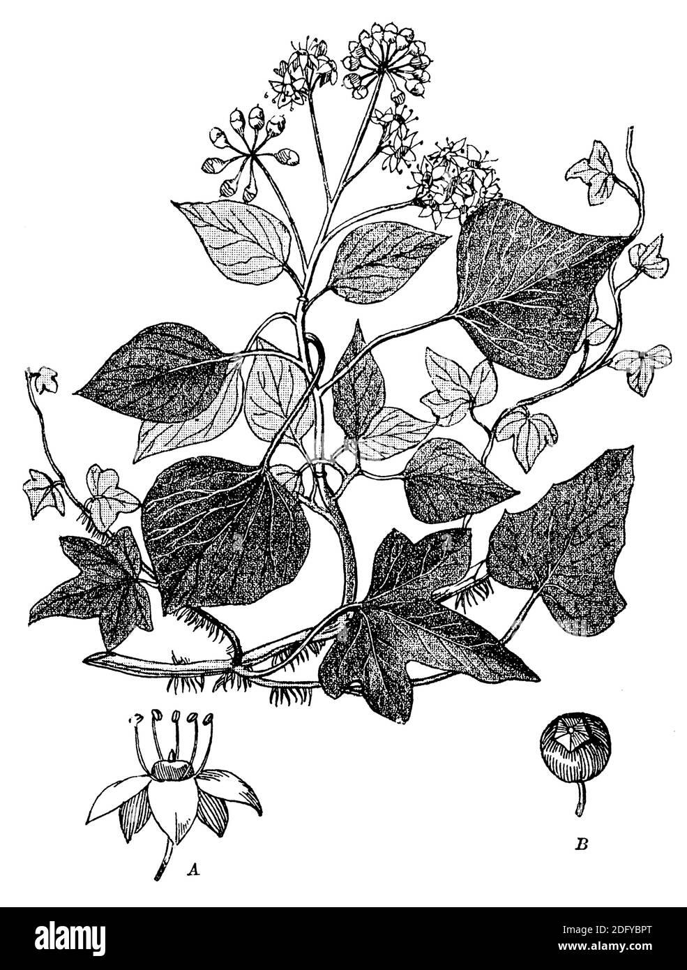 ivy / Hedera Helix / Efeu (Botanikbuch, ca. L 1900, S. Stockfoto