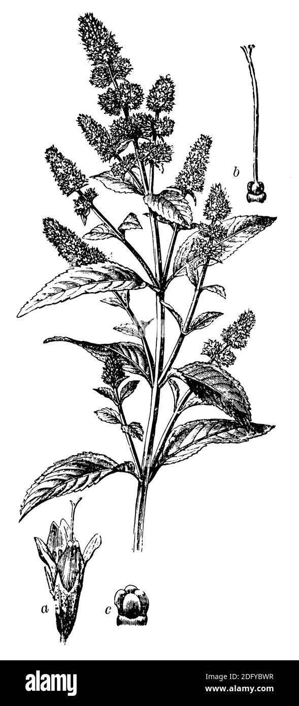 Pfefferminze / Mentha piperita / Pfefferminze (, ) Stockfoto