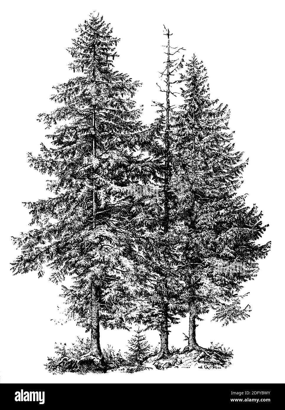 Norwegenfichte, Europäische Fichte / Picea abies / Fichte (Enzyklopädie, 1898) Stockfoto