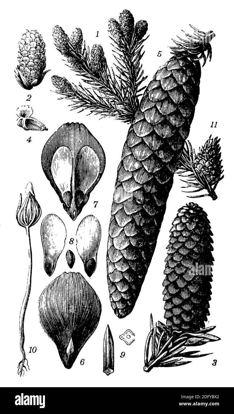Norwegenfichte, Europäische Fichte / Picea abies / Fichte (Enzyklopädie, 1898) Stockfoto