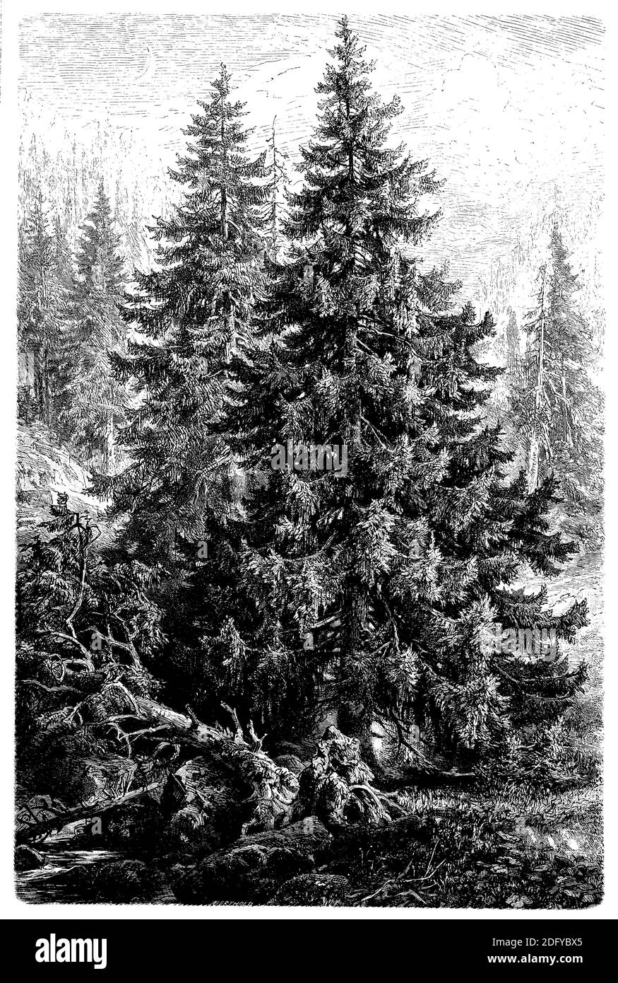 Norwegen Fichte, Europäische Fichte / Picea abies / Fichte (, ) Stockfoto