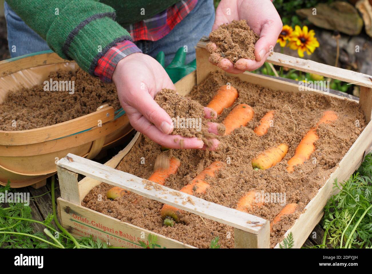 Daucus carota 'Herbstkönig'. Karotten lagern, indem Wurzeln in feuchtem Sand in einer Holzkiste geschichtet werden. VEREINIGTES KÖNIGREICH Stockfoto