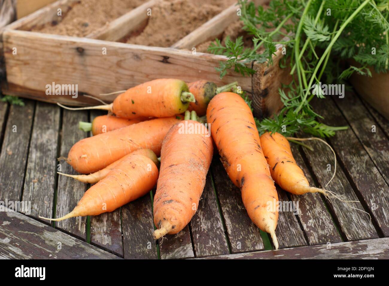 Daucus carota 'Herbstkönig'. Frisch geerntete selbstgewachsene Karotten trocknen etwas, bevor sie in feuchtem Sand in einer Holzkiste gelagert werden. VEREINIGTES KÖNIGREICH Stockfoto