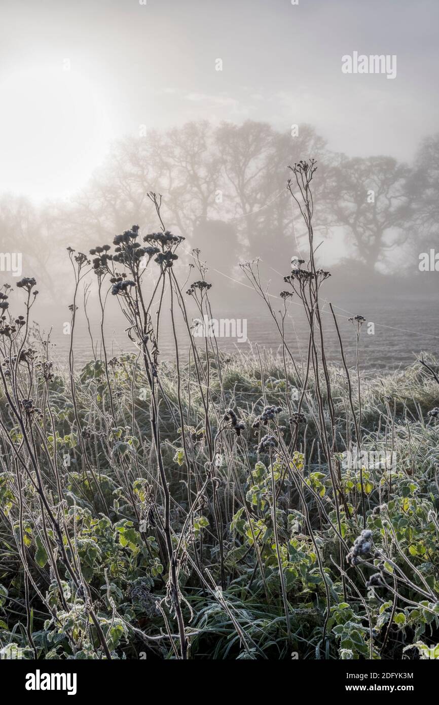 Sonne, die Nebel und Frost auf einer Hecke von Norfolk abbrennt. Stockfoto