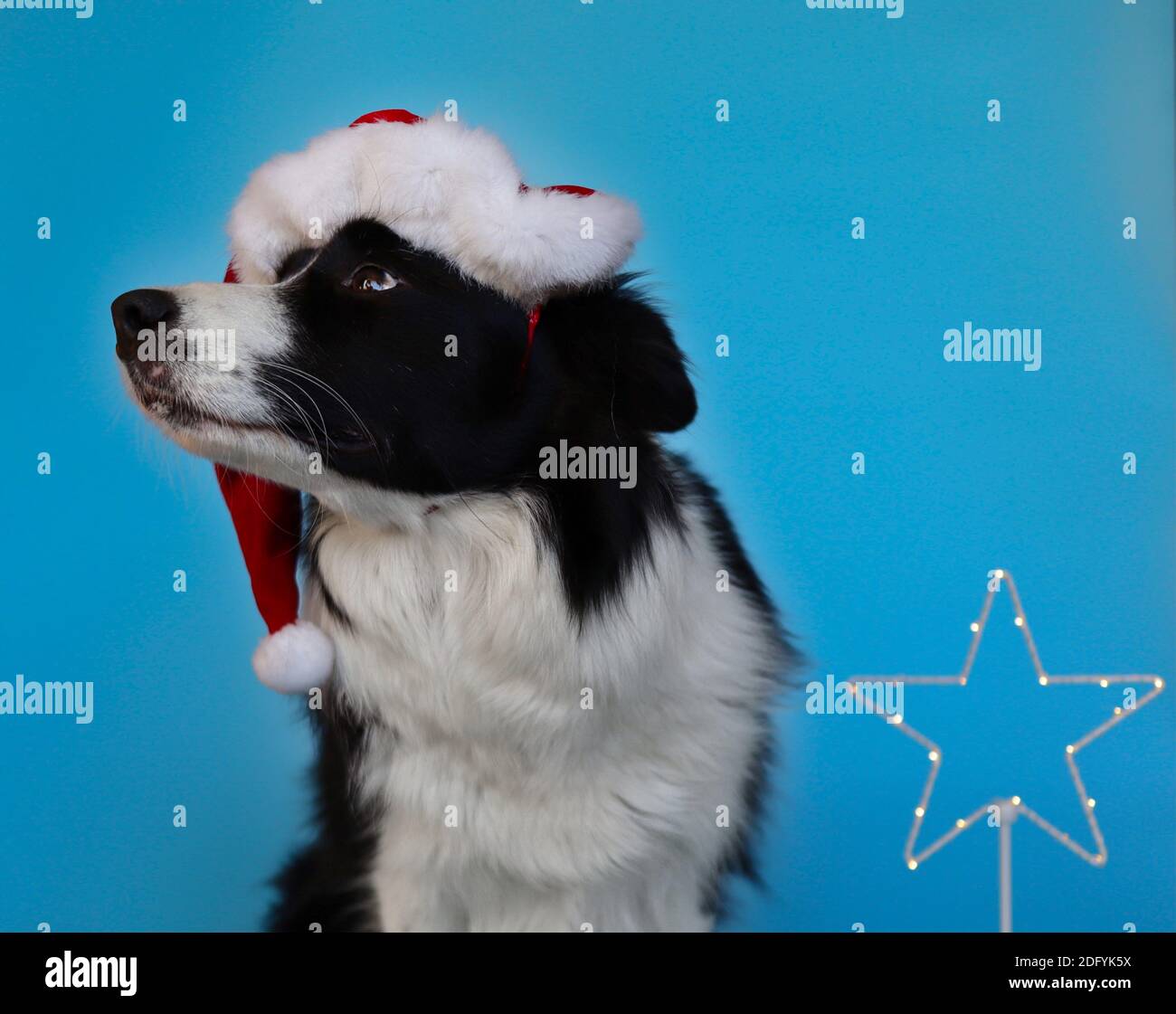 Liebenswert Border Collie mit Santa hat und unschuldigen Blick isoliert auf Blau. Nahaufnahme von Black and White Dog mit weihnachtlicher Stimmung. Stockfoto