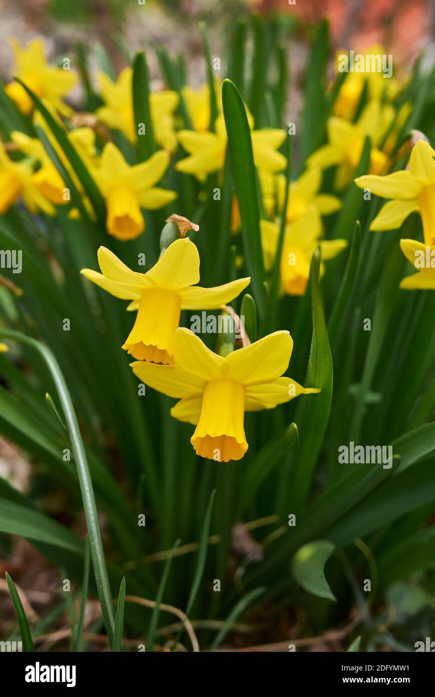 Gelbe Zwerg Narzisse Blüten Stockfoto