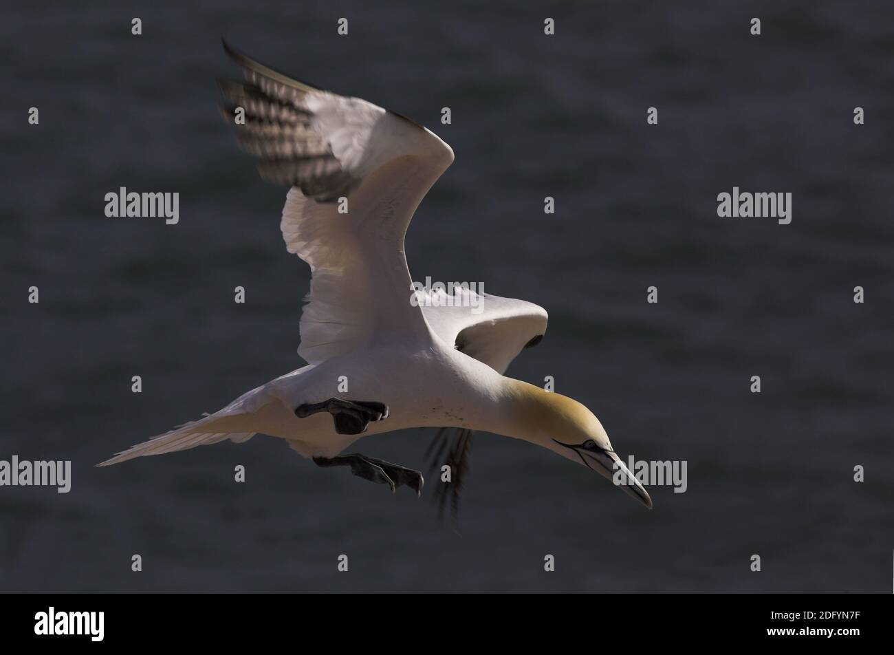 Basstoelpel, nördliches Gannet, Sula bassana Stockfoto