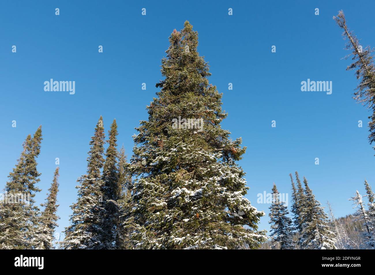 Hohe schneebedeckte Fichten streben im Winterwald bis zum blauen Himmel. Stockfoto