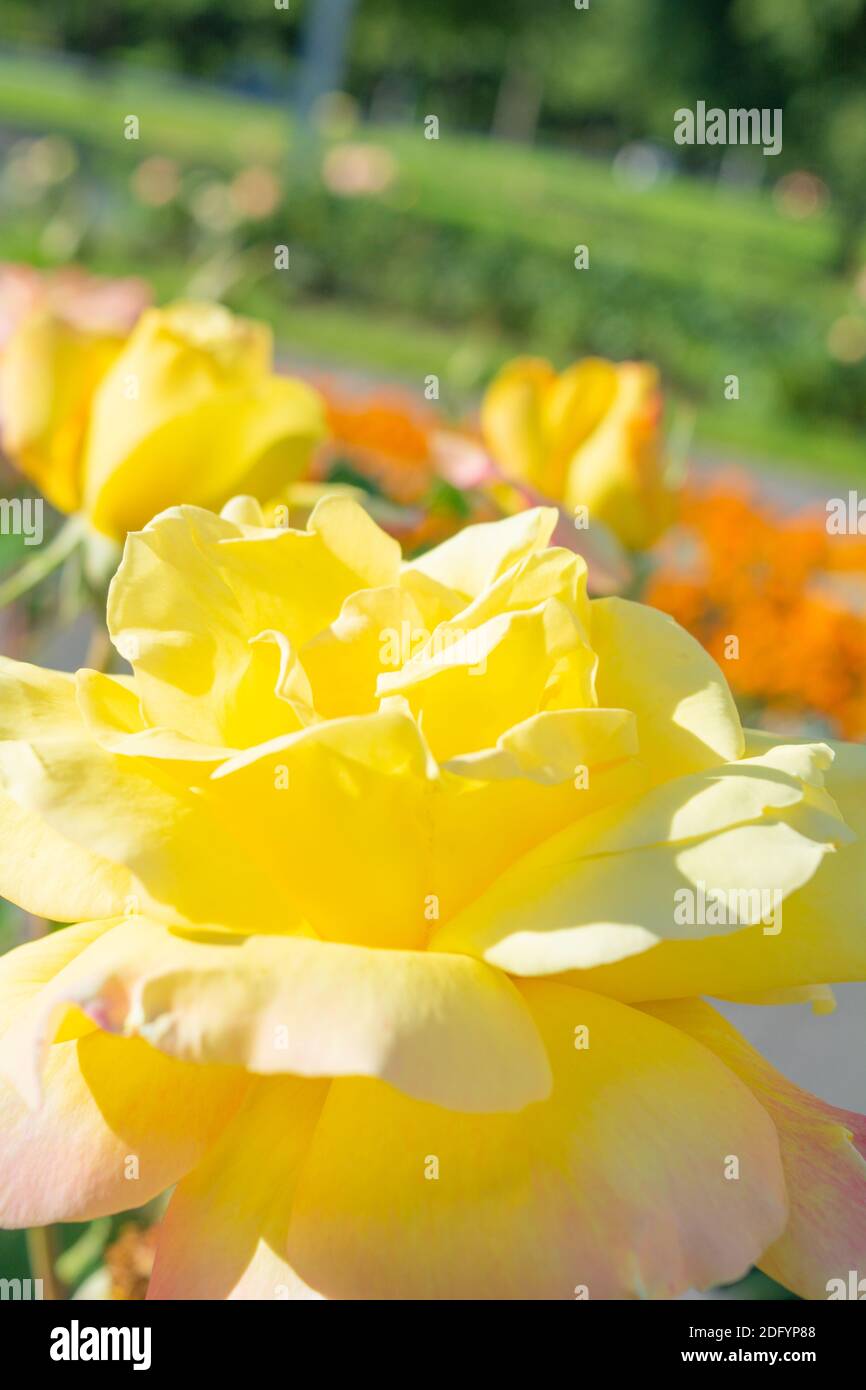 Gelbe und rosa Rosenblüte. Nahaufnahme der Gartenblume mit geringer Schärfentiefe Stockfoto