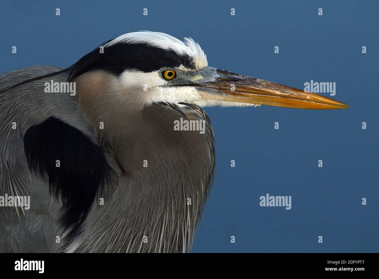 Kanadareiher, Ardea herodias, Great Blue Heron everglades np, usa Stockfoto