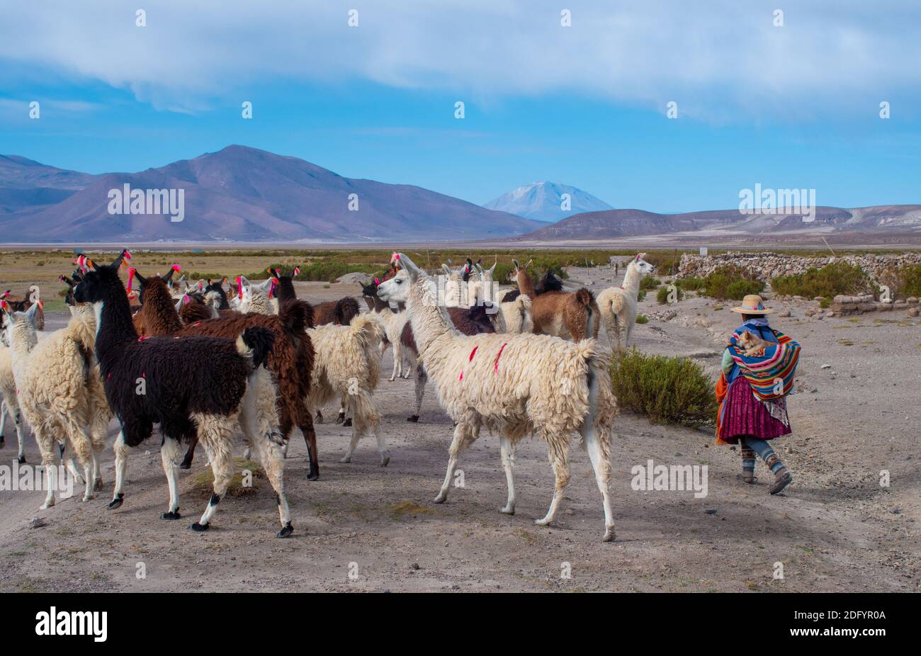 Eine Lama-Hündin geht durch die Wüste in Salar de Uyuni, Bolivien Stockfoto