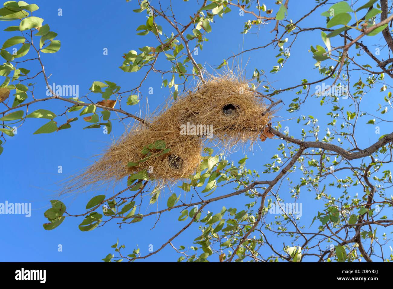 Wever Vogelnest im Baum von unten gesehen, Damaraland, Namibia. Stockfoto