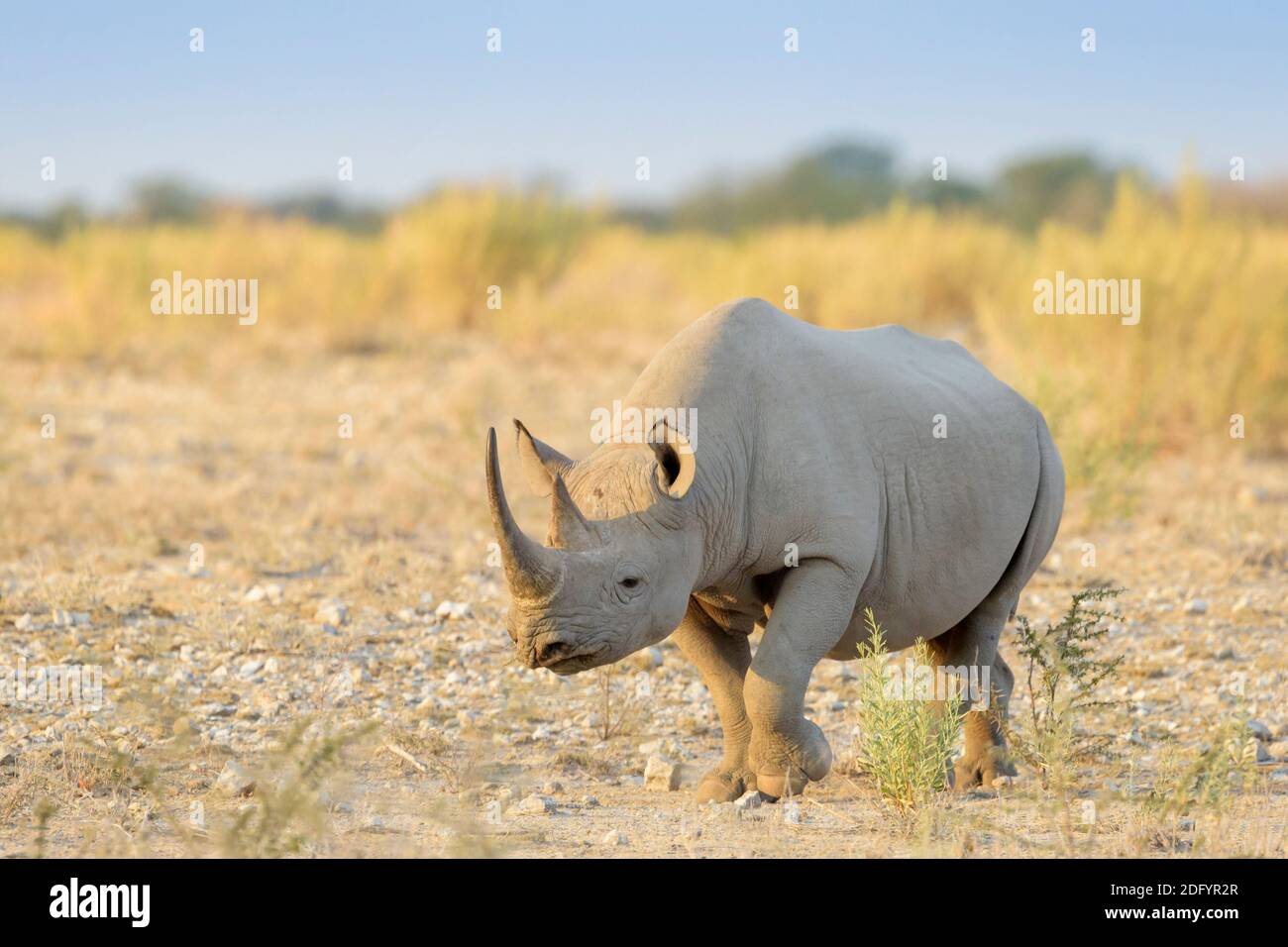 Nashorn spaziergang -Fotos und -Bildmaterial in hoher Auflösung – Alamy
