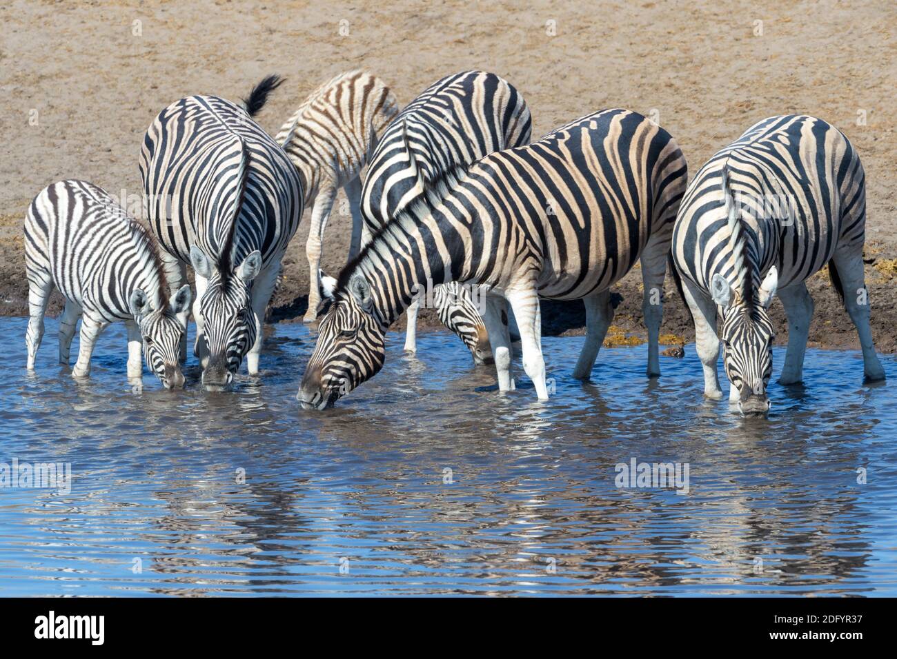 Ebenen Zebra (Equus quagga) Herde trinken an einem Wasserloch, Etosha Nationalpark, Namibia. Stockfoto