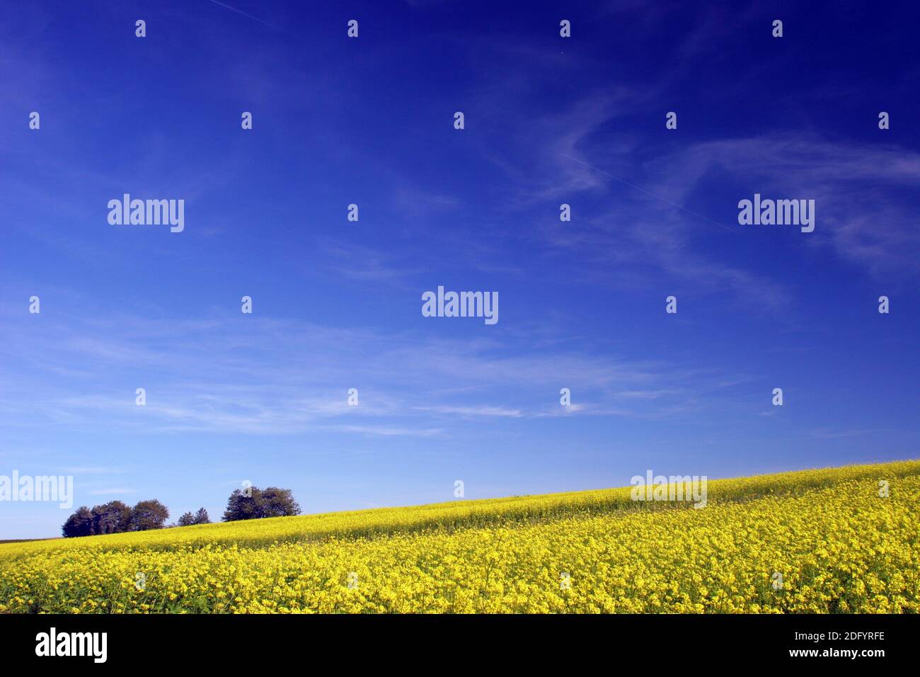 Schwarzer Senf Stockfoto