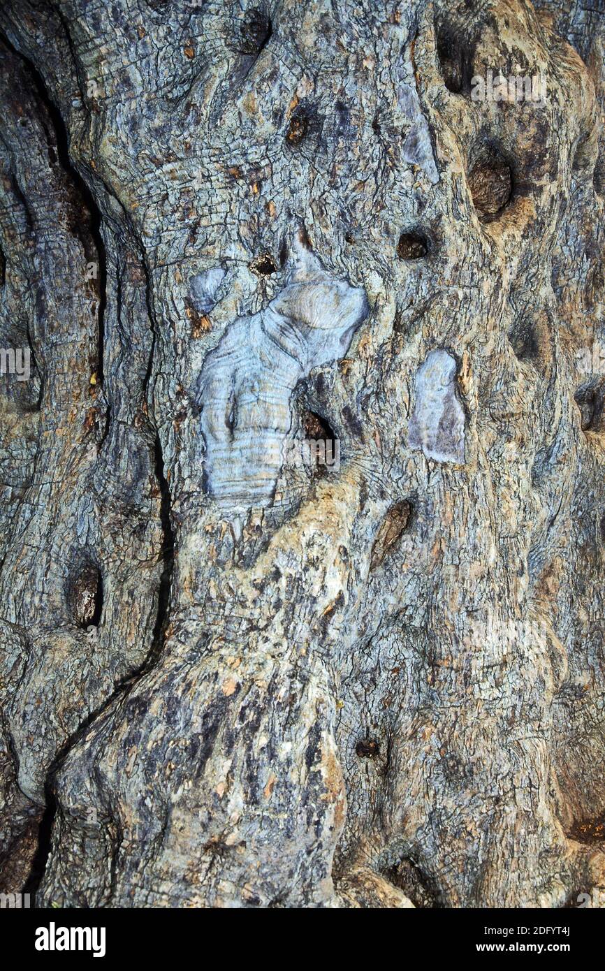 Olea europaea, Olivenbaum, Olivenbaum auf der Pont du Gard ...