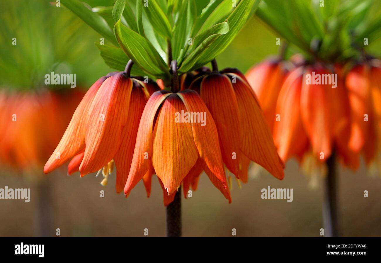 Kaiserliche Kronen Stockfoto