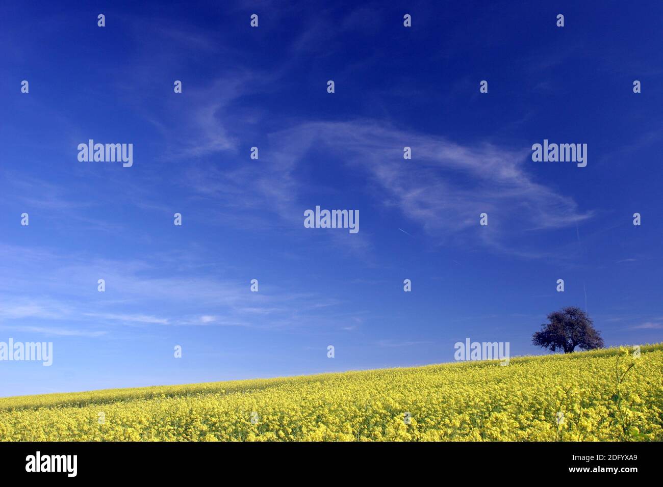 Schwarzer Senf Stockfoto