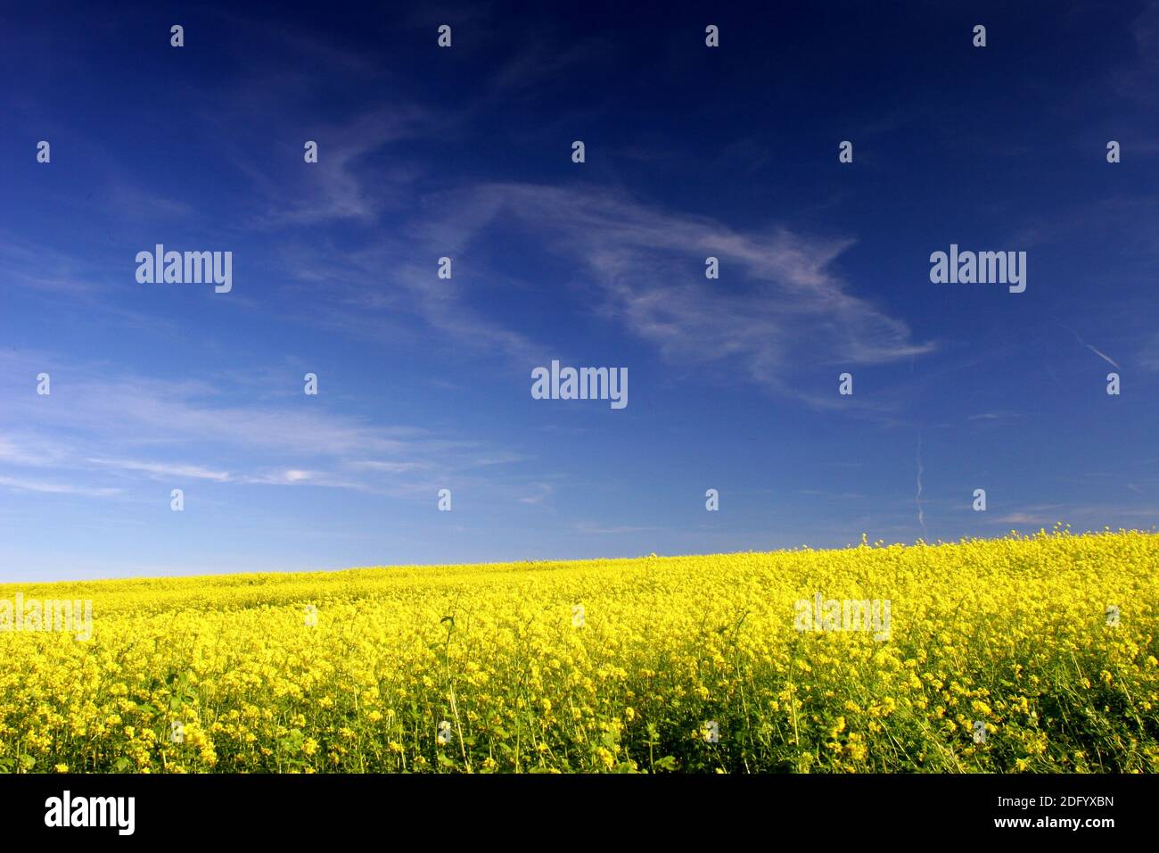 Schwarzer Senf Stockfoto