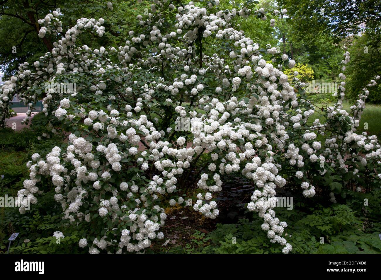 Viburnum Strauch in einem öffentlichen Garten, Deutschland. Stockfoto