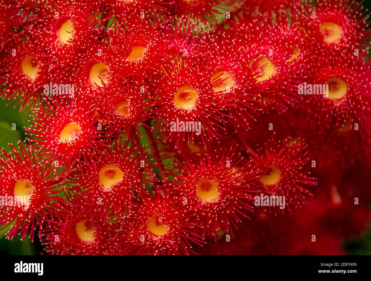 Sehr leuchtend rot blühende Zahnfleischblüten (Corymbia ficifolia). Keine Blütenblätter, alles Staubgefäße. Gummibaum im privaten Garten in Queensland, Australien. Stockfoto