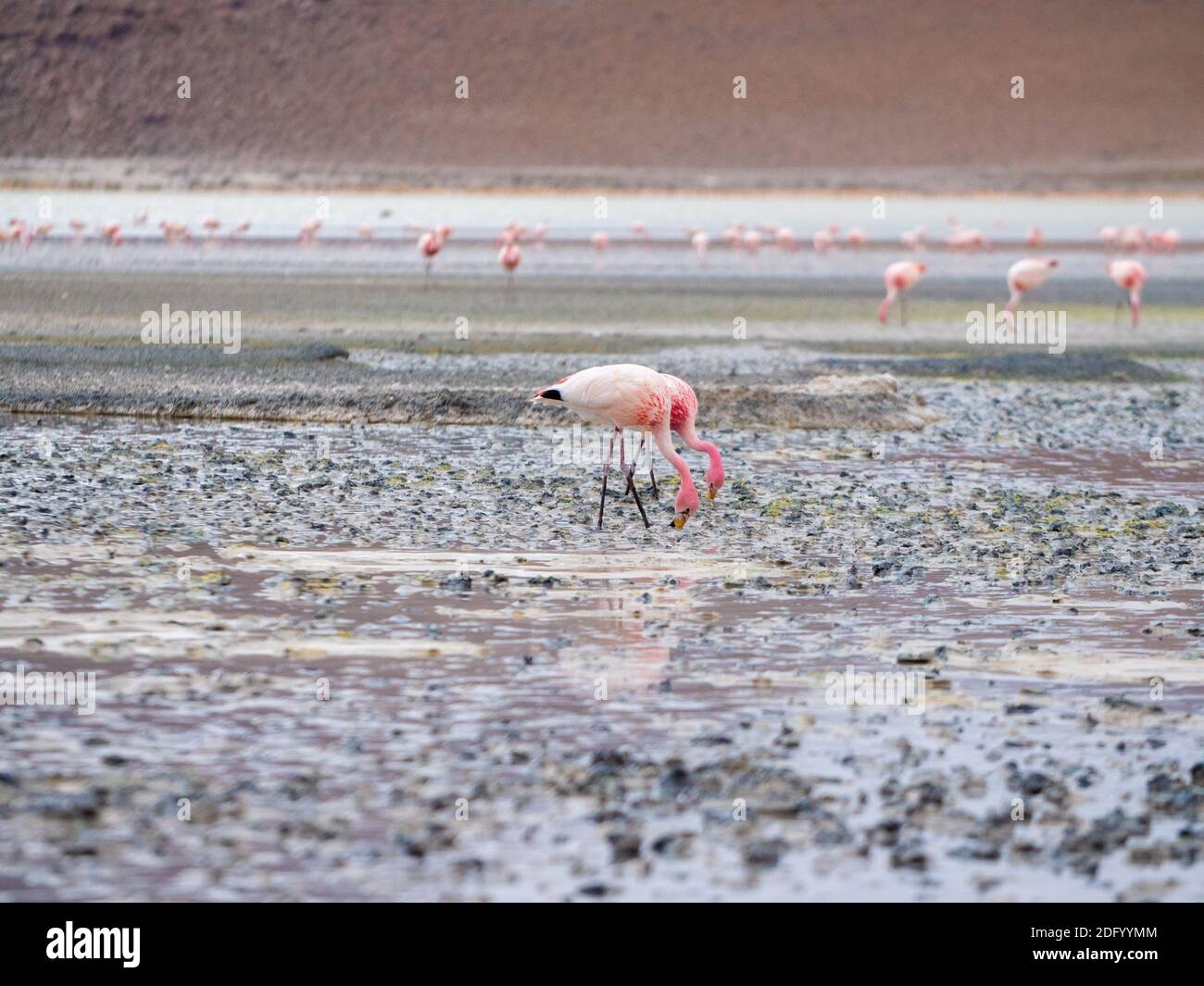 Ein Paar Flamingos watet und ernährt sich an einem See in Salar de Uyuni, Bolivien Stockfoto
